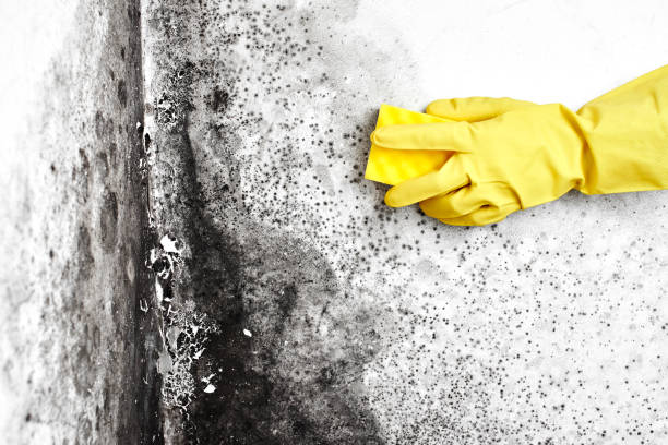 Best Basement Mold Remediation in Riverside, CT