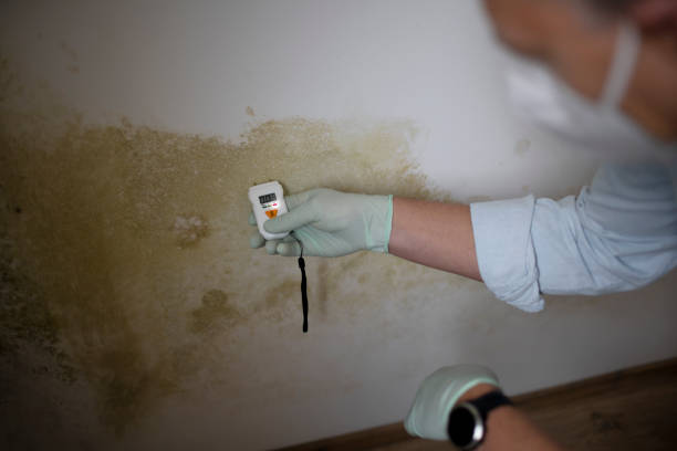 Best DIY Mold Remediation Support Services in Riverside, CT