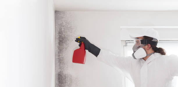 Best Commercial Mold Remediation in Riverside, CT