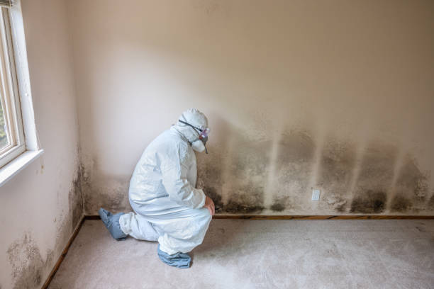 Best Residential Mold Remediation in Riverside, CT